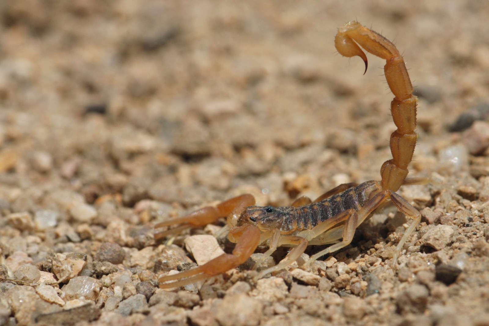 SSM aplicó más de 21 mil sueros antialacrán