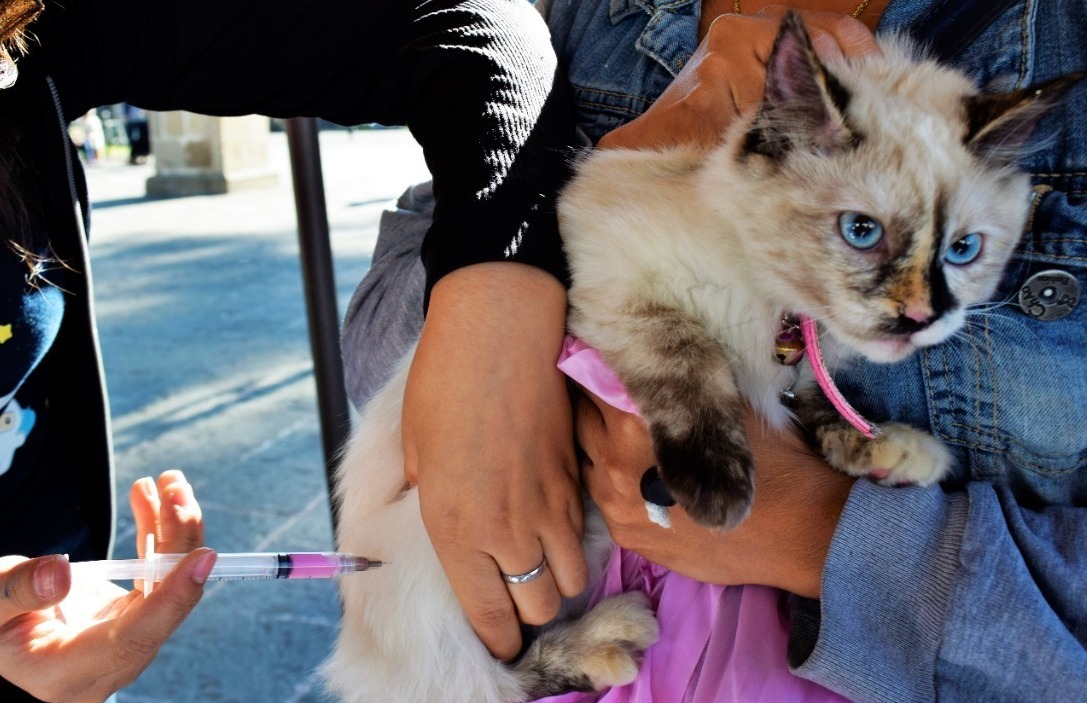 SSM protege contra la rabia a más de 14 mil perros y gatos
