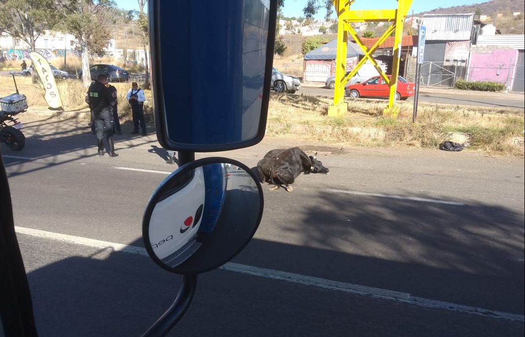 Choque de Taxi con Vaca deja Lesionados y un Animal Fallecido