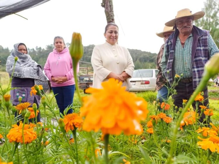 Promueve Gobierno de Quiroga el consumo de cempasúchil del programa Sembrando Vida