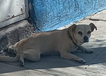 Justicia para “Juanita”, perrita callejera atropellada con alevosía y ventaja