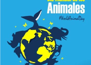 Maltrato animal en Michoacán se dispara 40% en un año; 99% de los casos quedan impunes, denuncian asociaciones