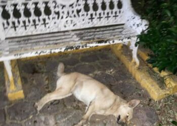 Activistas denuncian envenenamiento masivo de animales en Maravatío: más de 70 víctimas fatales