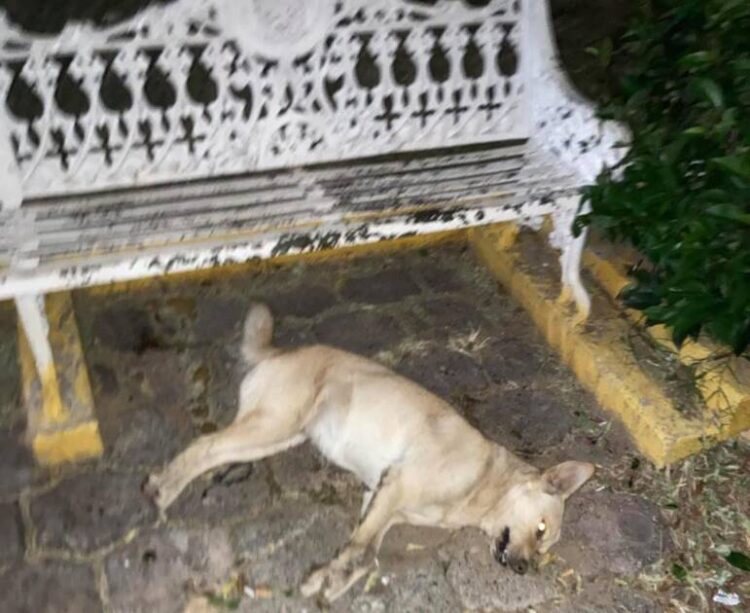 Activistas denuncian envenenamiento masivo de animales en Maravatío: más de 70 víctimas fatales