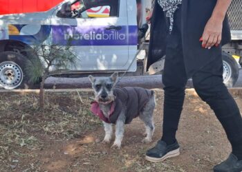 Gobierno de Morelia rescata ejemplares caninos de maltrato animal