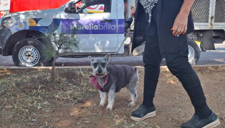 Gobierno de Morelia rescata ejemplares caninos de maltrato animal