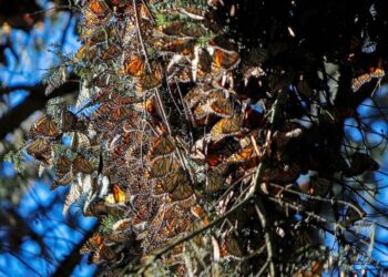 Abren el 15 de noviembre los Santuarios de la Monarca en Michoacán