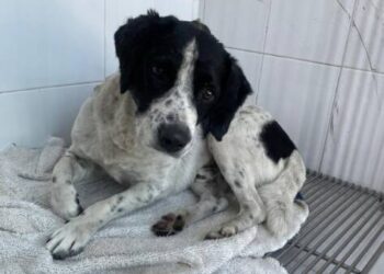 Justicia para Huesitos:*_ *Activistas exigen acción inmediata ante la crueldad animal en Zitácuaro