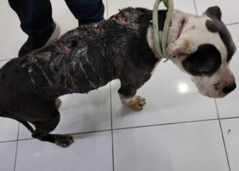 Rescatistas independientes alertan sobre tres colonias de Morelia, como focos rojos con crueldad animal