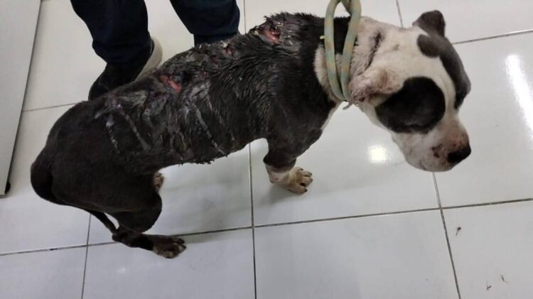 Rescatistas independientes alertan sobre tres colonias de Morelia, como focos rojos con crueldad animal