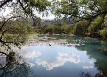 Limpiarán manantial de La Mintzita para conservar área protegida