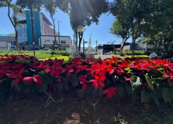 Boulevard García de León se llena de nochebuenas y luces navideñas