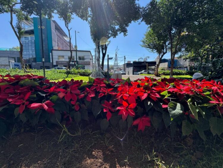 Boulevard García de León se llena de nochebuenas y luces navideñas