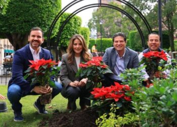 Miles de nochebuenas comienzan a decorar Morelia para época decembrina