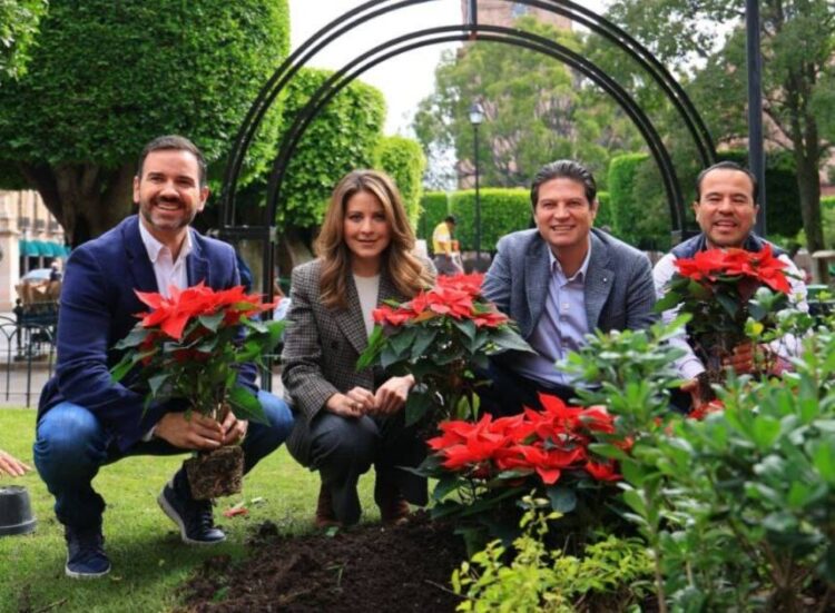 Miles de nochebuenas comienzan a decorar Morelia para época decembrina