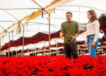 Convoca Grecia Aguilar a seguir apoyando a los productores de Nochebuena