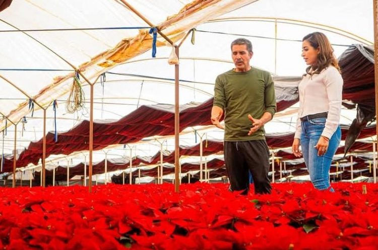Convoca Grecia Aguilar a seguir apoyando a los productores de Nochebuena