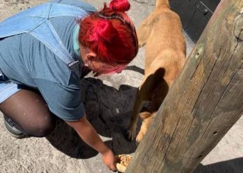 Un milagro para los olvidados: GHAPAD lanza su convocatoria ‘Pancitas Llenas” para alimentar a más de 2 mil lomitos