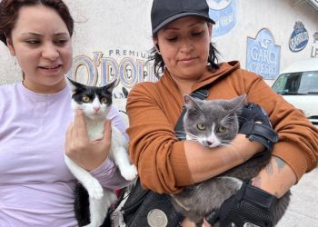 Gran Oportunidad en Tarímbaro: Hermano Animal ofrece esterilización de 100 gatos y perros a precios irresistibles