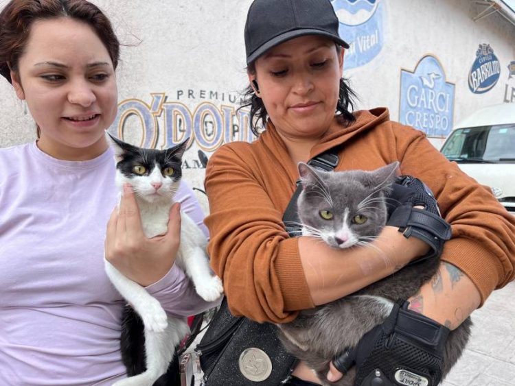 Gran Oportunidad en Tarímbaro: Hermano Animal ofrece esterilización de 100 gatos y perros a precios irresistibles