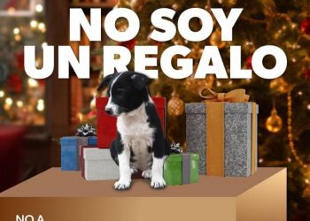 Por esta razón no debes regalar mascotas en Navidad