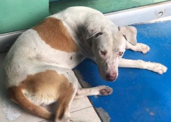 En Jacona y Nahuatzen, crueldad animal tiñe de sangre festejos por la Navidad; activistas demandan justicia