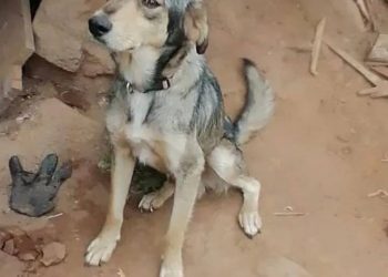 En Michoacán se reporta otro caso de envenamiento masivo de perros; animalistas exigen investigación