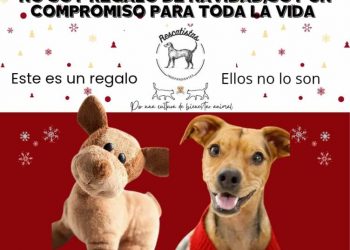 Aumenta 50% reportes de abandono de perros y gatos tras las fiestas: un regalo que termina en la calle: Rescatistas Independientes