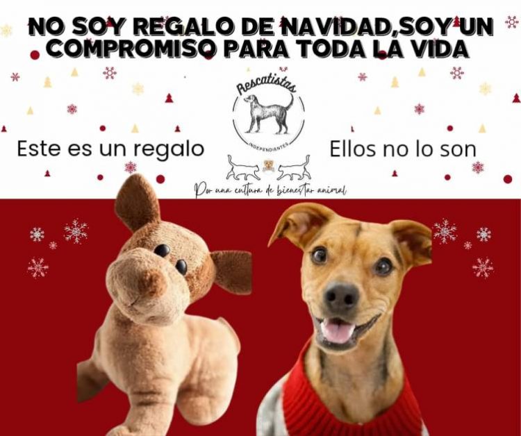 Aumenta 50% reportes de abandono de perros y gatos tras las fiestas: un regalo que termina en la calle: Rescatistas Independientes