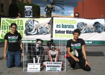 La crueldad animal cometida por menores de edad, aumentó un 100% desde 2018 a la fecha: AnimaNaturalis México