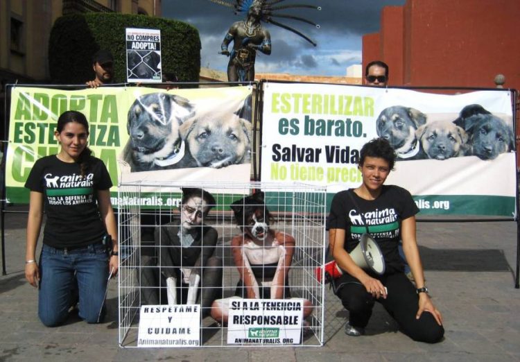 La crueldad animal cometida por menores de edad, aumentó un 100% desde 2018 a la fecha: AnimaNaturalis México