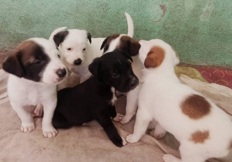 Hoy adopta, salva y transforma una vida en la Primera Feria de adopción en Morelia 2025