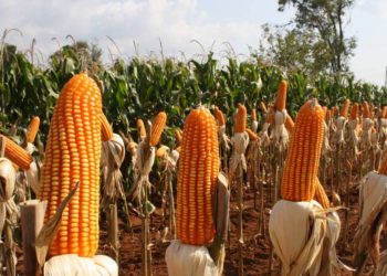 Amenazan productores de maíz  toma de carreteras por incumplimiento a pagos atrasados