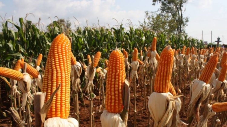 Amenazan productores de maíz toma de carreteras por incumplimiento a pagos atrasados
