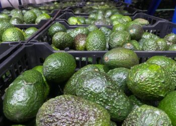 Michoacán envía laTercera parte del aguacate que consume EE.UU y el Super Bowl