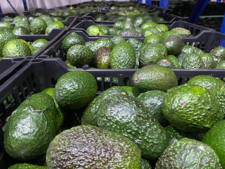 Michoacán envía laTercera parte del aguacate que consume EE.UU y el Super Bowl
