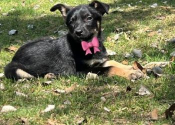 Este domingo feria de adopción en Morelia: una segunda oportunidad para perros y gatos