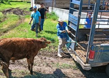 Ingresan 7.5 millones de pesos por venta de becerros en ranchos ganaderos del gobierno de Michoacán