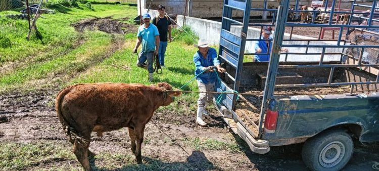 Ingresan 7.5 millones de pesos por venta de becerros en ranchos ganaderos del gobierno de Michoacán