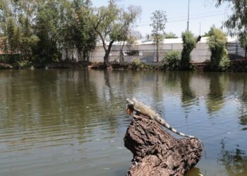 Gobierno de Alfonso Martínez recupera ojo de agua del Vivero Municipal