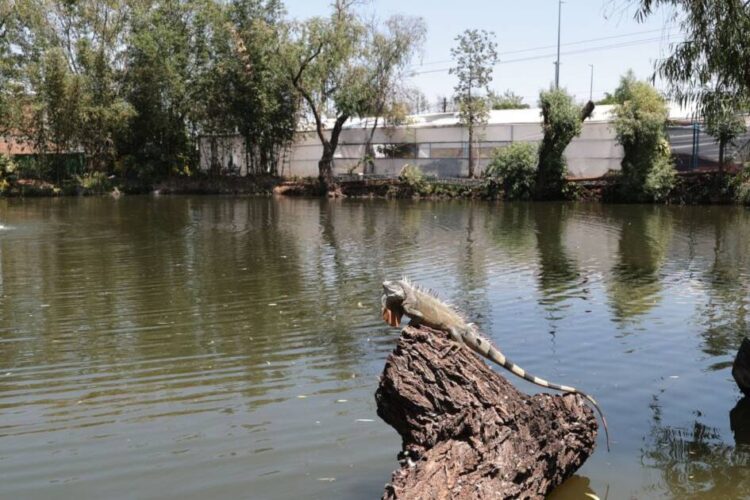 Gobierno de Alfonso Martínez recupera ojo de agua del Vivero Municipal