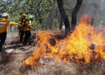 Después de 24 horas bajo el fuego, los bosques de Cojumatlán están a salvo, asegura (Cofom)