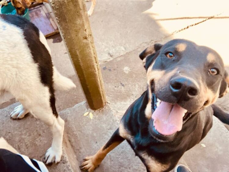 Refugios bajo ataque: envenenan a nueve perros rescatados en “Huellitas de Amor” Paracho