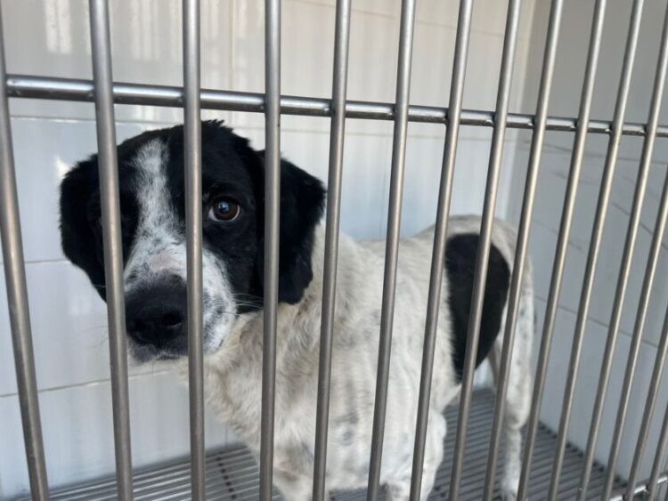 Caso “Huesitos” marca un hito legal: agresora continúa presa y el perro es reconocido como víctima