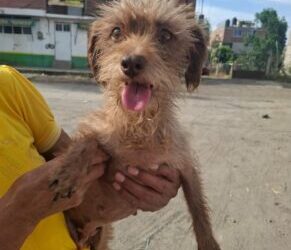 Feria de la Adopción: Este 27 de abril, cambia una vida en el parque 150