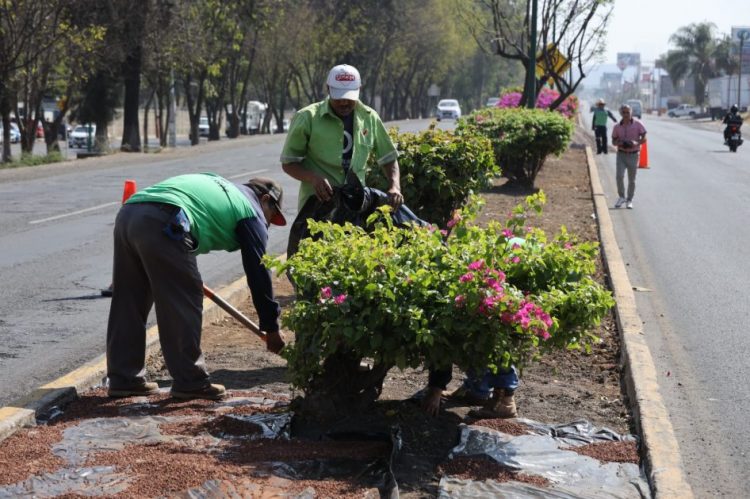 Gobierno de Morelia sigue embelleciendo las áreas verdes de la ciudad