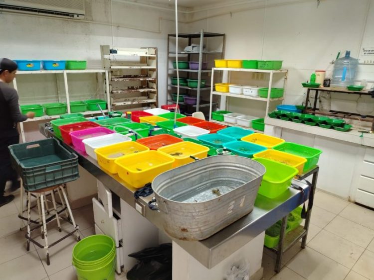 Protección Civil y Bomberos de Morelia rescatan ejemplares de ajolote