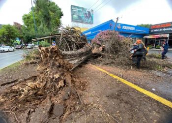 Gobierno de Morelia retira 2 frondosos árboles caídos por las lluvias
