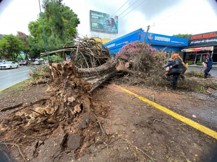 Gobierno de Morelia retira 2 frondosos árboles caídos por las lluvias