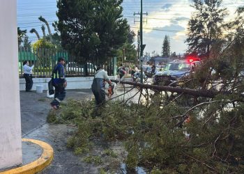 Retira Ayuntamiento de Morelia árboles caídos por lluvias